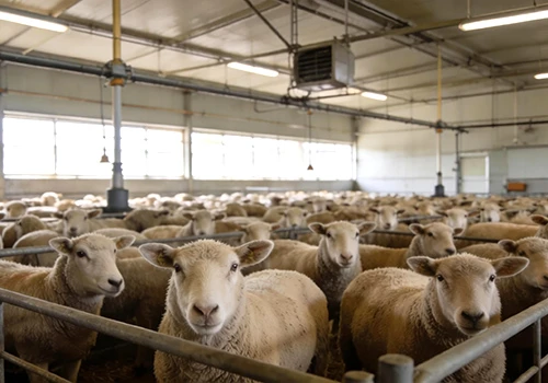 Air filter for Livestock Farms